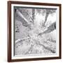 Silver Birch-Adam Brock-Framed Art Print