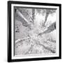 Silver Birch-Adam Brock-Framed Art Print