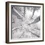 Silver Birch-Adam Brock-Framed Premium Giclee Print