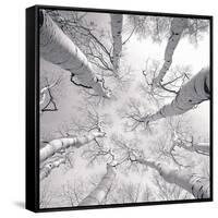 Silver Birch-Adam Brock-Framed Stretched Canvas