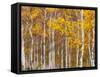 Silver Birches, Dandenong Ranges, Victoria, Australia, Pacific-Schlenker Jochen-Framed Stretched Canvas