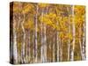 Silver Birches, Dandenong Ranges, Victoria, Australia, Pacific-Schlenker Jochen-Stretched Canvas