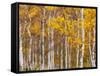 Silver Birches, Dandenong Ranges, Victoria, Australia, Pacific-Schlenker Jochen-Framed Stretched Canvas