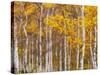 Silver Birches, Dandenong Ranges, Victoria, Australia, Pacific-Schlenker Jochen-Stretched Canvas