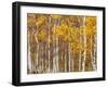 Silver Birches, Dandenong Ranges, Victoria, Australia, Pacific-Schlenker Jochen-Framed Photographic Print