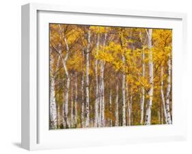 Silver Birches, Dandenong Ranges, Victoria, Australia, Pacific-Schlenker Jochen-Framed Photographic Print