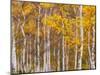 Silver Birches, Dandenong Ranges, Victoria, Australia, Pacific-Schlenker Jochen-Mounted Photographic Print