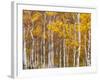 Silver Birches, Dandenong Ranges, Victoria, Australia, Pacific-Schlenker Jochen-Framed Photographic Print