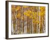 Silver Birches, Dandenong Ranges, Victoria, Australia, Pacific-Schlenker Jochen-Framed Photographic Print