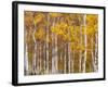 Silver Birches, Dandenong Ranges, Victoria, Australia, Pacific-Schlenker Jochen-Framed Photographic Print