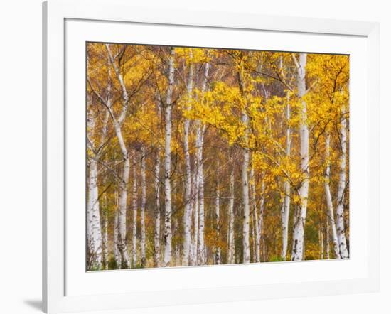 Silver Birches, Dandenong Ranges, Victoria, Australia, Pacific-Schlenker Jochen-Framed Photographic Print