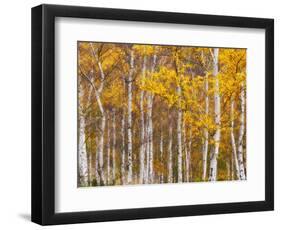 Silver Birches, Dandenong Ranges, Victoria, Australia, Pacific-Schlenker Jochen-Framed Photographic Print