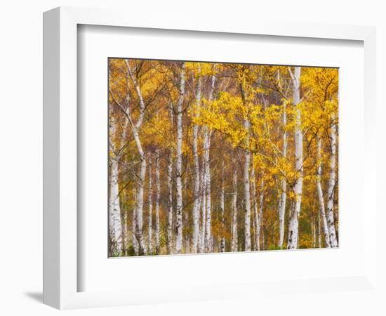 Silver Birches, Dandenong Ranges, Victoria, Australia, Pacific-Schlenker Jochen-Framed Photographic Print