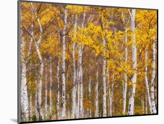 Silver Birches, Dandenong Ranges, Victoria, Australia, Pacific-Schlenker Jochen-Mounted Photographic Print