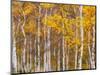 Silver Birches, Dandenong Ranges, Victoria, Australia, Pacific-Schlenker Jochen-Mounted Photographic Print