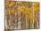 Silver Birches, Dandenong Ranges, Victoria, Australia, Pacific-Schlenker Jochen-Mounted Photographic Print