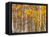 Silver Birches, Dandenong Ranges, Victoria, Australia, Pacific-Schlenker Jochen-Framed Stretched Canvas