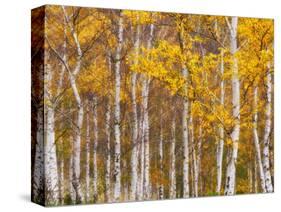 Silver Birches, Dandenong Ranges, Victoria, Australia, Pacific-Schlenker Jochen-Stretched Canvas