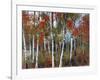 Silver Birches III-Richard Akerman-Framed Giclee Print