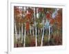 Silver Birches III-Richard Akerman-Framed Giclee Print