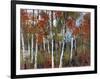 Silver Birches III-Richard Akerman-Framed Giclee Print