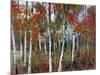 Silver Birches III-Richard Akerman-Mounted Giclee Print