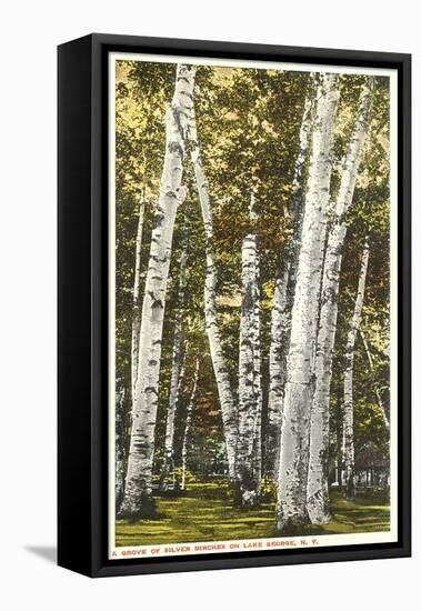 Silver Birches, Lake George, New York-null-Framed Stretched Canvas