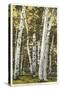 Silver Birches, Lake George, New York-null-Stretched Canvas