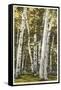Silver Birches, Lake George, New York-null-Framed Stretched Canvas