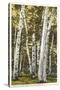 Silver Birches, Lake George, New York-null-Stretched Canvas