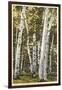 Silver Birches, Lake George, New York-null-Framed Art Print