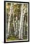 Silver Birches, Lake George, New York-null-Framed Art Print