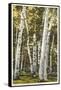 Silver Birches, Lake George, New York-null-Framed Stretched Canvas
