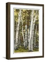 Silver Birches, Lake George, New York-null-Framed Art Print