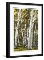 Silver Birches, Lake George, New York-null-Framed Art Print