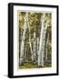 Silver Birches, Lake George, New York-null-Framed Art Print