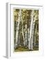 Silver Birches, Lake George, New York-null-Framed Art Print