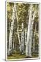 Silver Birches, Lake George, New York-null-Mounted Art Print