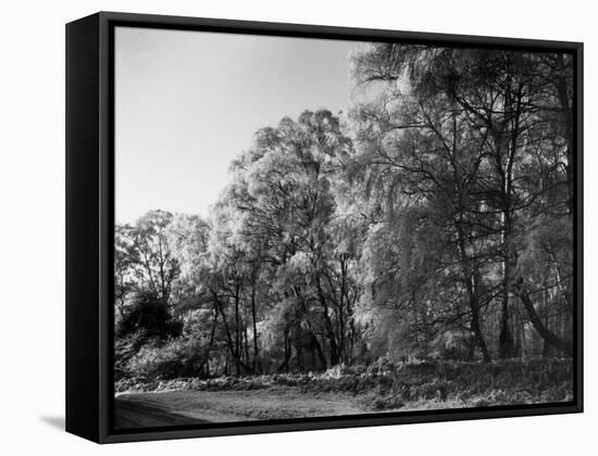 Silver Birches-null-Framed Stretched Canvas