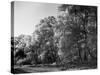 Silver Birches-null-Stretched Canvas