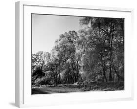 Silver Birches-null-Framed Photographic Print