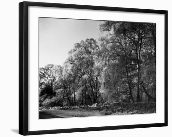 Silver Birches-null-Framed Photographic Print