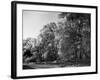 Silver Birches-null-Framed Photographic Print