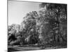 Silver Birches-null-Mounted Photographic Print