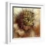 Silver Botanicals III-Liz Jardine-Framed Art Print