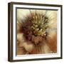 Silver Botanicals III-Liz Jardine-Framed Art Print