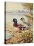 Silver Call Ducks-Carl Donner-Stretched Canvas