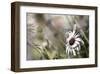 Silver Daisy I-Karin Connolly-Framed Art Print