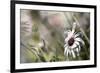 Silver Daisy I-Karin Connolly-Framed Art Print