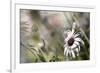 Silver Daisy I-Karin Connolly-Framed Art Print